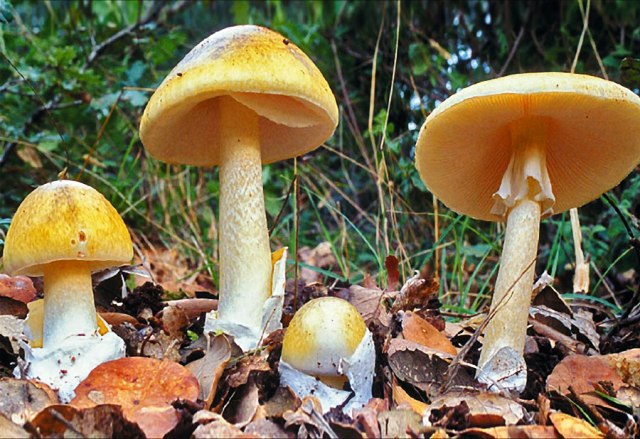 Amanita Phalloides